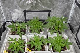 Exploring the Best Marijuana Seeds in Ontario Exploring the Best Marijuana Seeds in Ontario