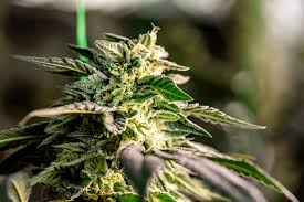 Exploring the Best Marijuana Seeds in Ontario Exploring the Best Marijuana Seeds in Ontario